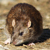 Ratto delle chiaviche