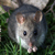Ratto nero
