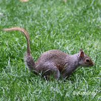 Scoiattolo grigio ( Sciurus carolinensis )