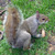 Scoiattolo grigio - Sciurus carolinensis