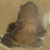 Adulto, disegno caratteristico del ventre