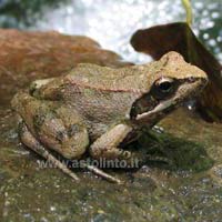 Rana appenninica (Rana italica)