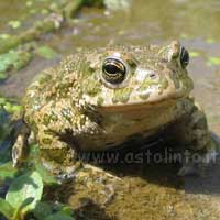 Rospo italiano (Bufo lineatus)