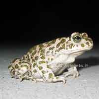 Rospo smeraldino (Bufo viridis)