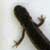 Larva