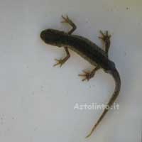 Tritone italiano (Triturus italicus)