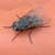 Mosca domestica