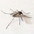 Zanzara domestica