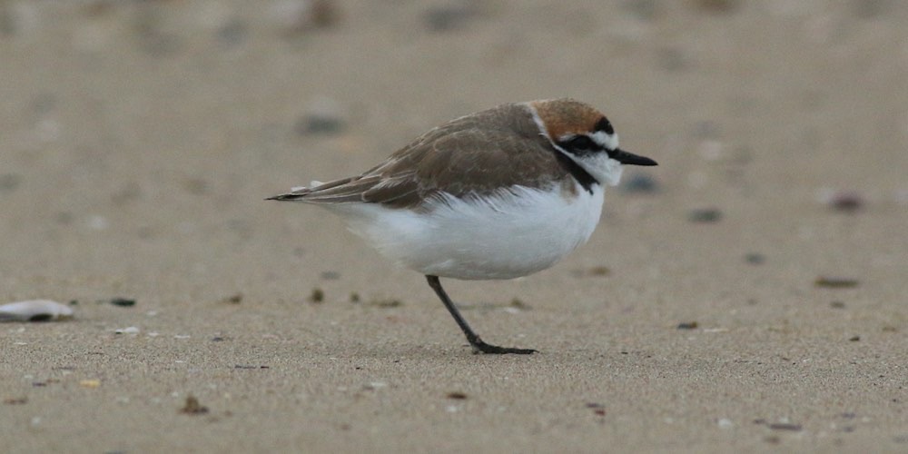 Fratino (Charadrius alexandrinus)