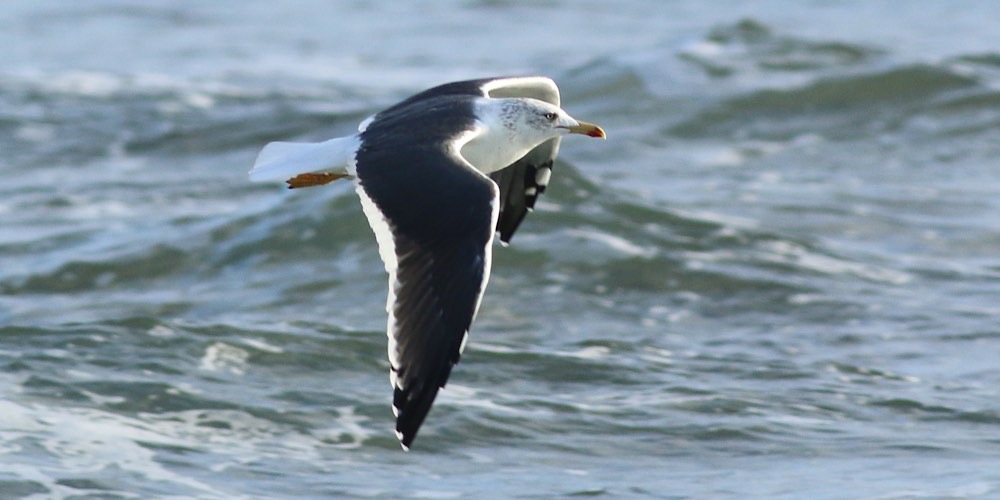 Zafferano (Larus fuscus)
