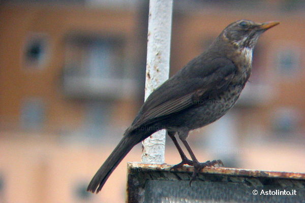 Merlo (Turdus merula)