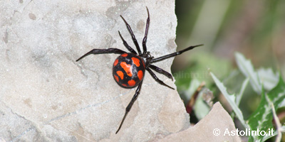 Malmignatta (Latrodectus tredecimguttatus)