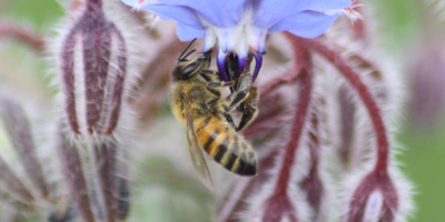 Ape domestica (Apis mellifera)