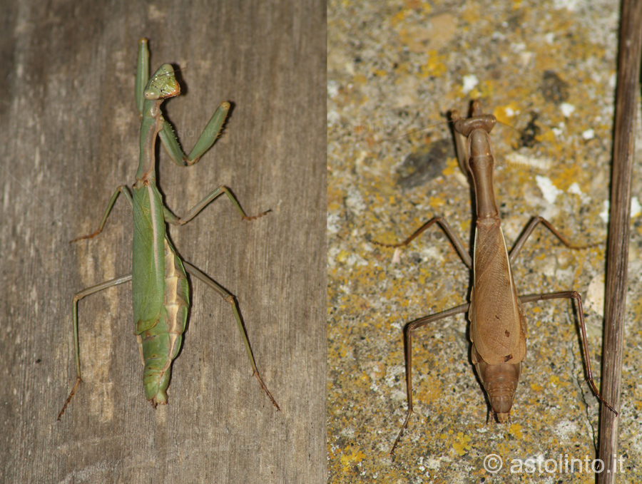 Mantide mediterranea (Iris oratoria)