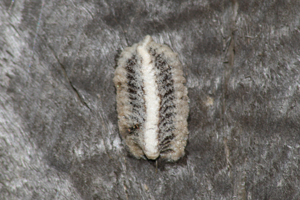 Mantide mediterranea (Iris oratoria)