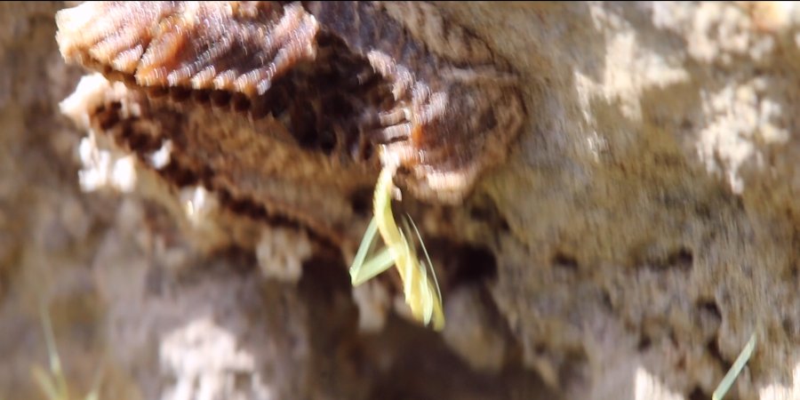 Mantide mediterranea (Iris oratoria)