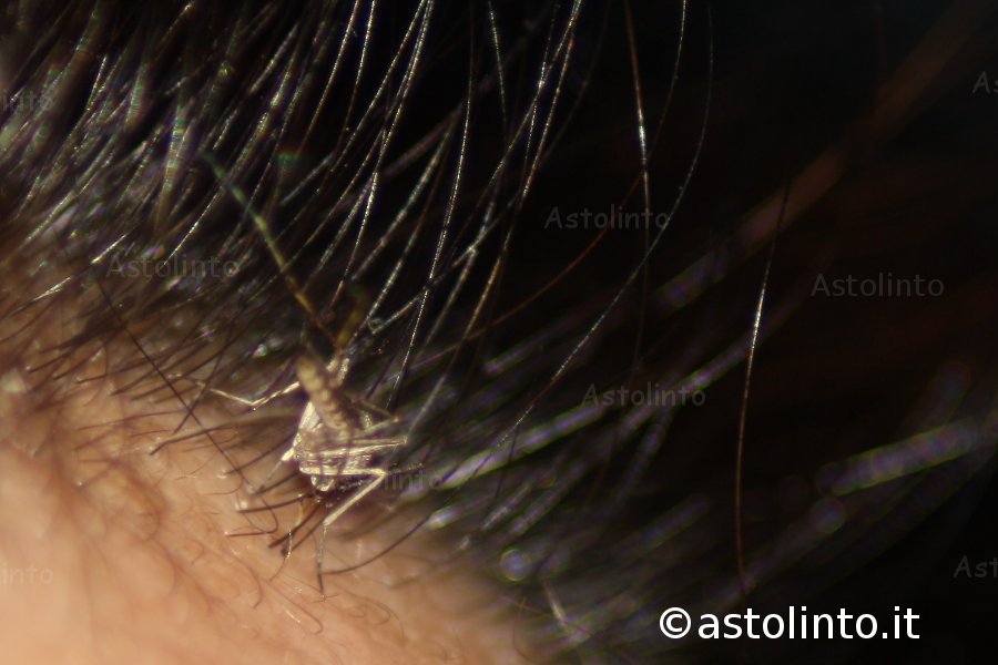 Zanzara domestica (Culex pipiens)