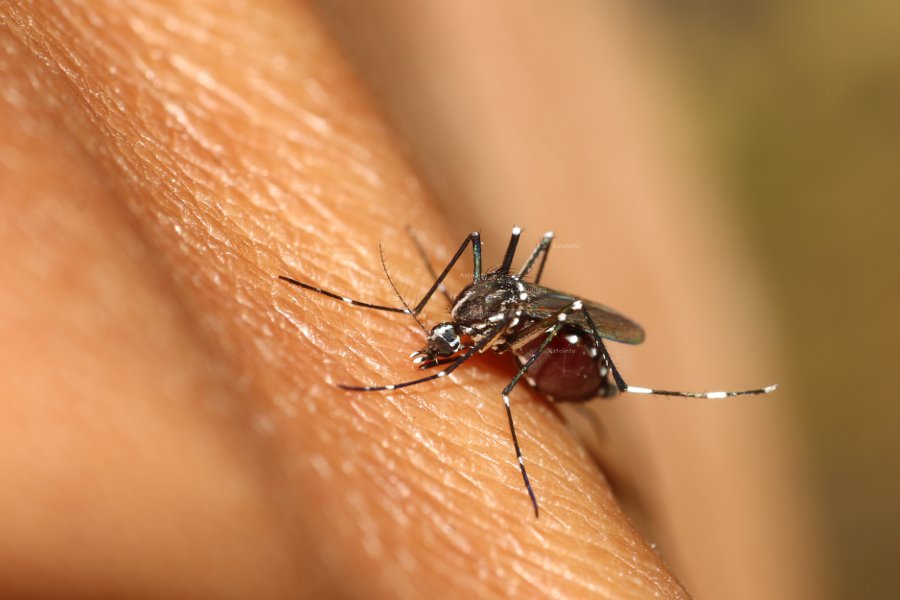 Zanzara tigre (Aedes albopictus)