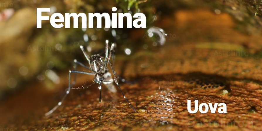 Zanzara tigre (Aedes albopictus)