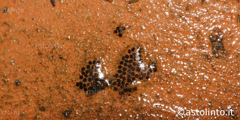 Zanzara tigre (Aedes albopictus)