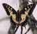 Papilio machaon