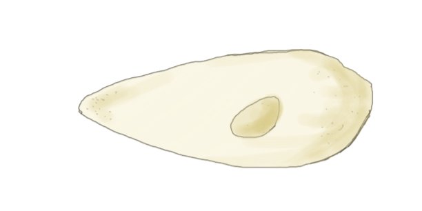 Disegno di Acelomorfo