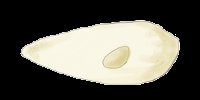 Disegno di Acelomorfi