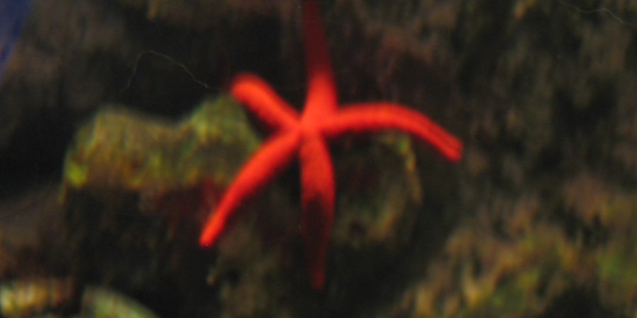 Echinaster sepositus, photo