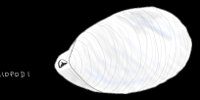 Disegno di Brachiopodi