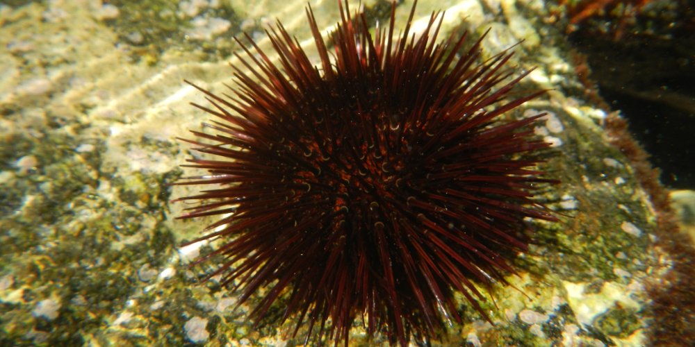 Paracentrotus lividus, photo