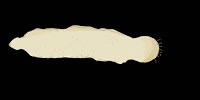 Disegno di Gnatostomulidi