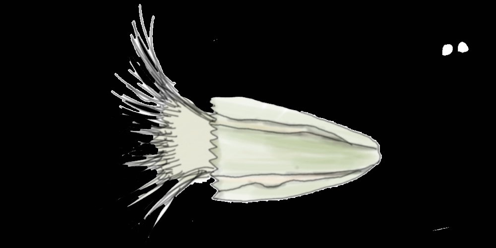 Disegno di Loriciferi