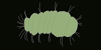 Disegno di Micrognatozoi