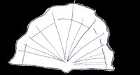 Disegno di Molluschi