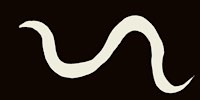 Disegno di Nematodi