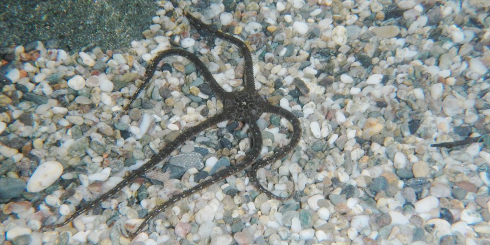 Ophioderma longicauda, photo
