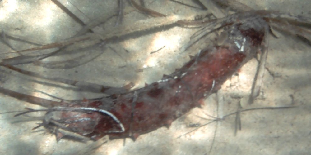 Holothuria tubulosa, photo