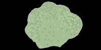 Disegno di Placozoi