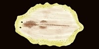 Disegno di Platelminti
