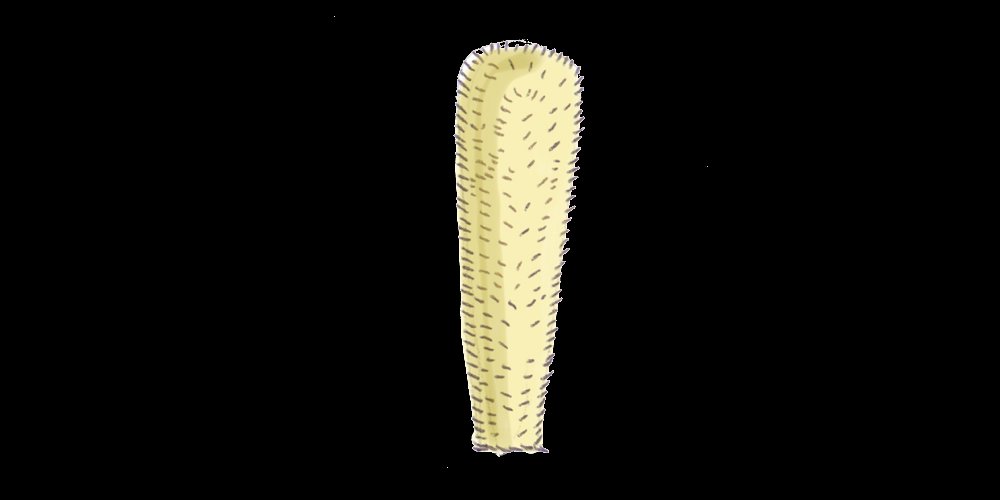 Disegno di Poriferi
