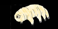 Disegno di Tardigradi