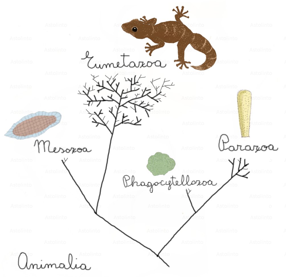Filogenesi animali