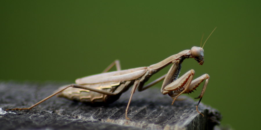Mantide mediterranea (Iris oratoria), foto di esempio dell'animale.