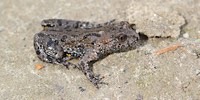 Fire-bellied toad, foto