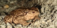 Spiny toad, foto