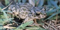 Cyprus toad, foto