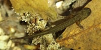 Golden-striped salamander, foto