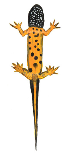 Anfibi