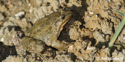 Discoglosso dipinto (Discoglossus pictus), foto di esempio dell'animale.