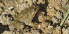 Discoglosso dipinto